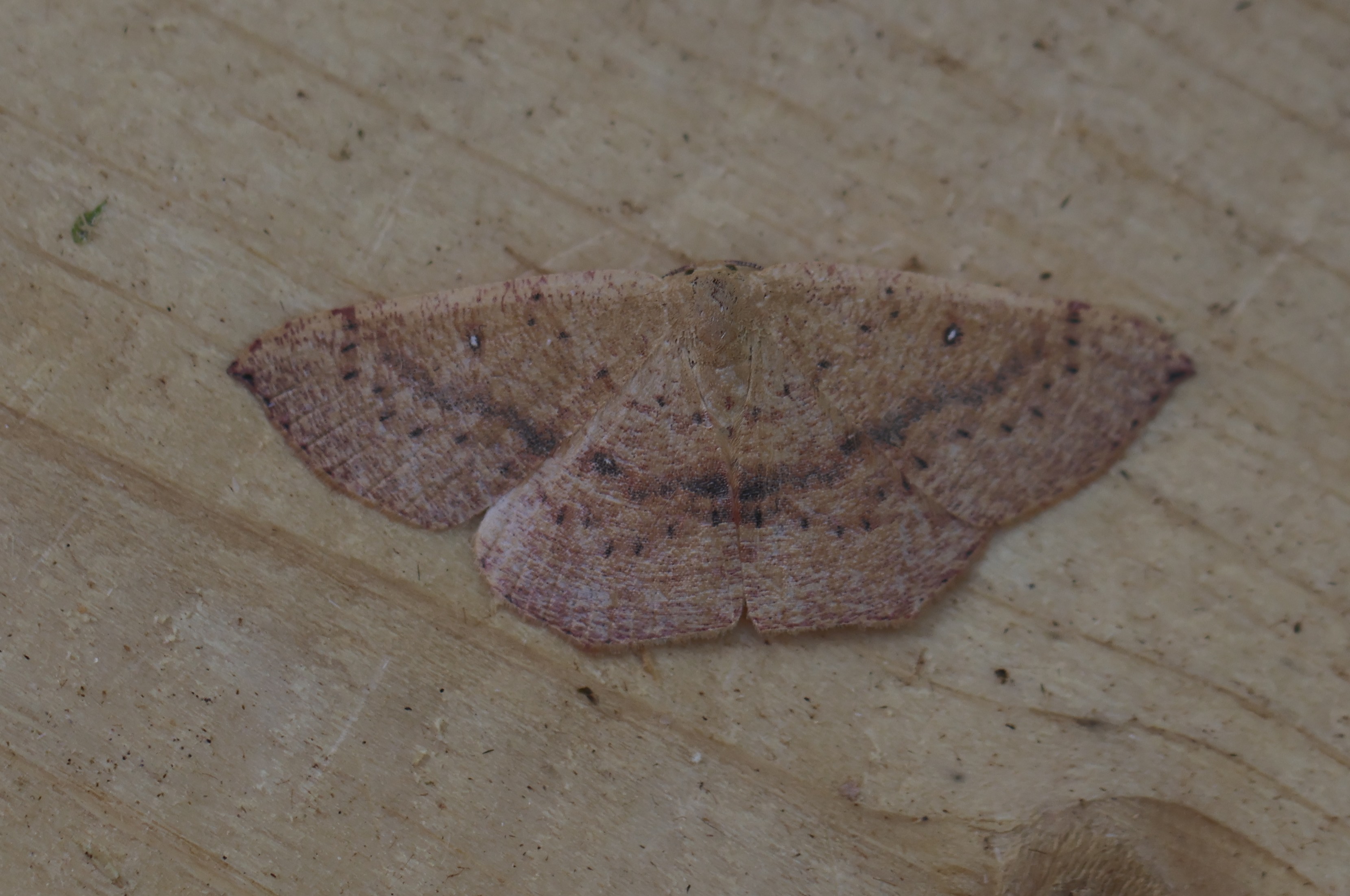 Photo of Blair's Mocha (Cyclophora puppillaria)